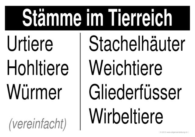 w_LernPlakate_BIO_Tierreich-Staemme.jpg (452215 Byte)