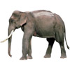 the elephant | l' [m.] éléphant