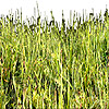 Gras - grass - herbe - erba - hierba