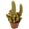 Kaktus - cactus - cactus - cactus - cactus