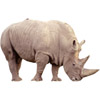 the rhinoceros | le rhinocéros