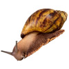 Schnecke - snail - escargot - chiocciola - caracol