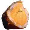 Stamm - trunk - tronc - tronco - tronco