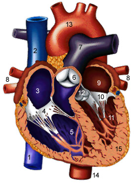 Latein herz aufbau Anatomie Herz